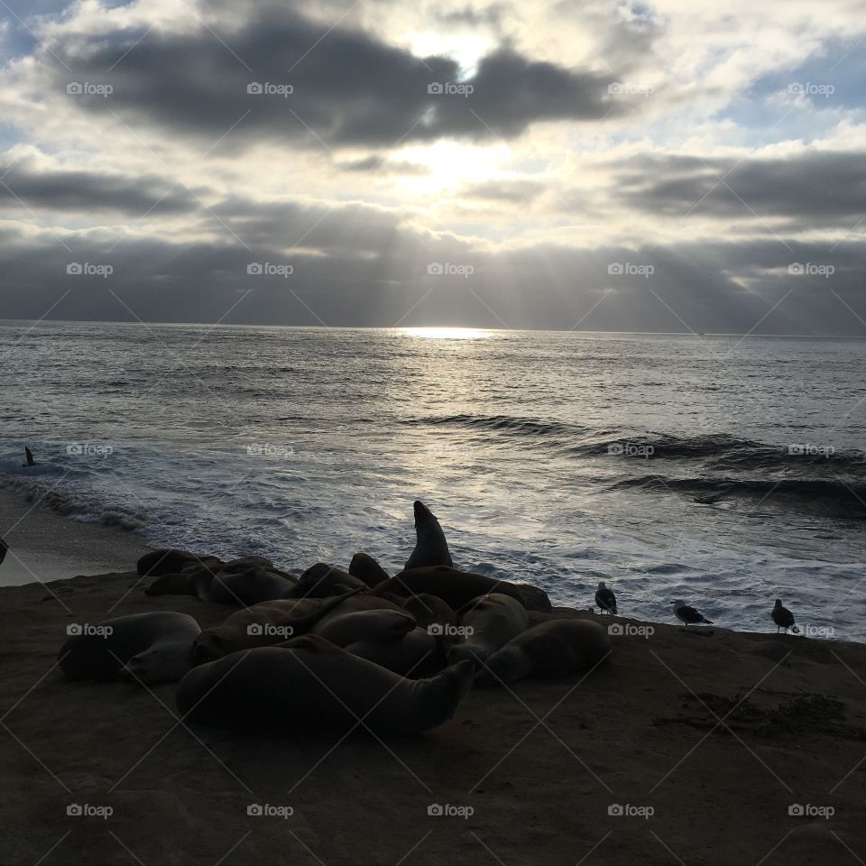 A group of seals and birds resting after a long summer day in California