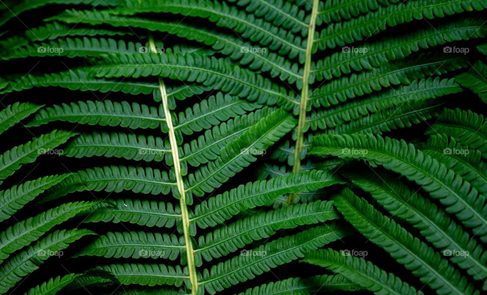 Fern leaves background 