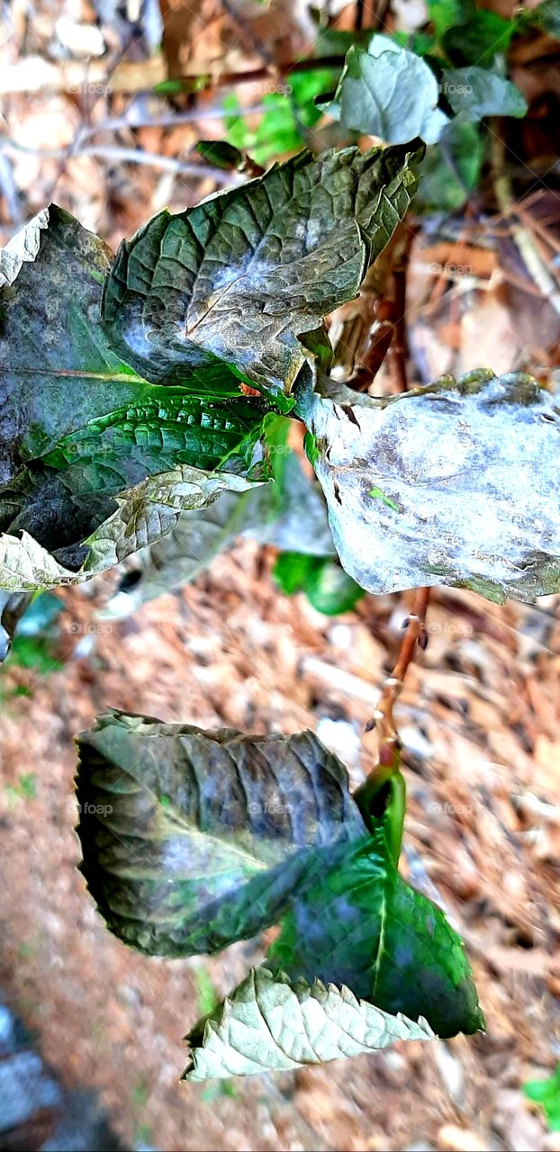 leaves different stages of drying in the cold of January