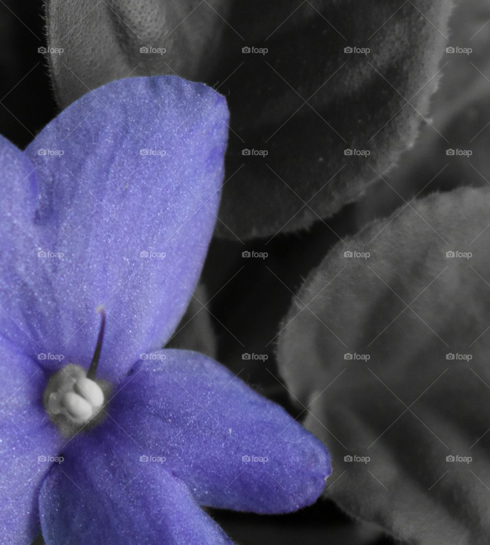 flowers Botanical petal color background close up purple