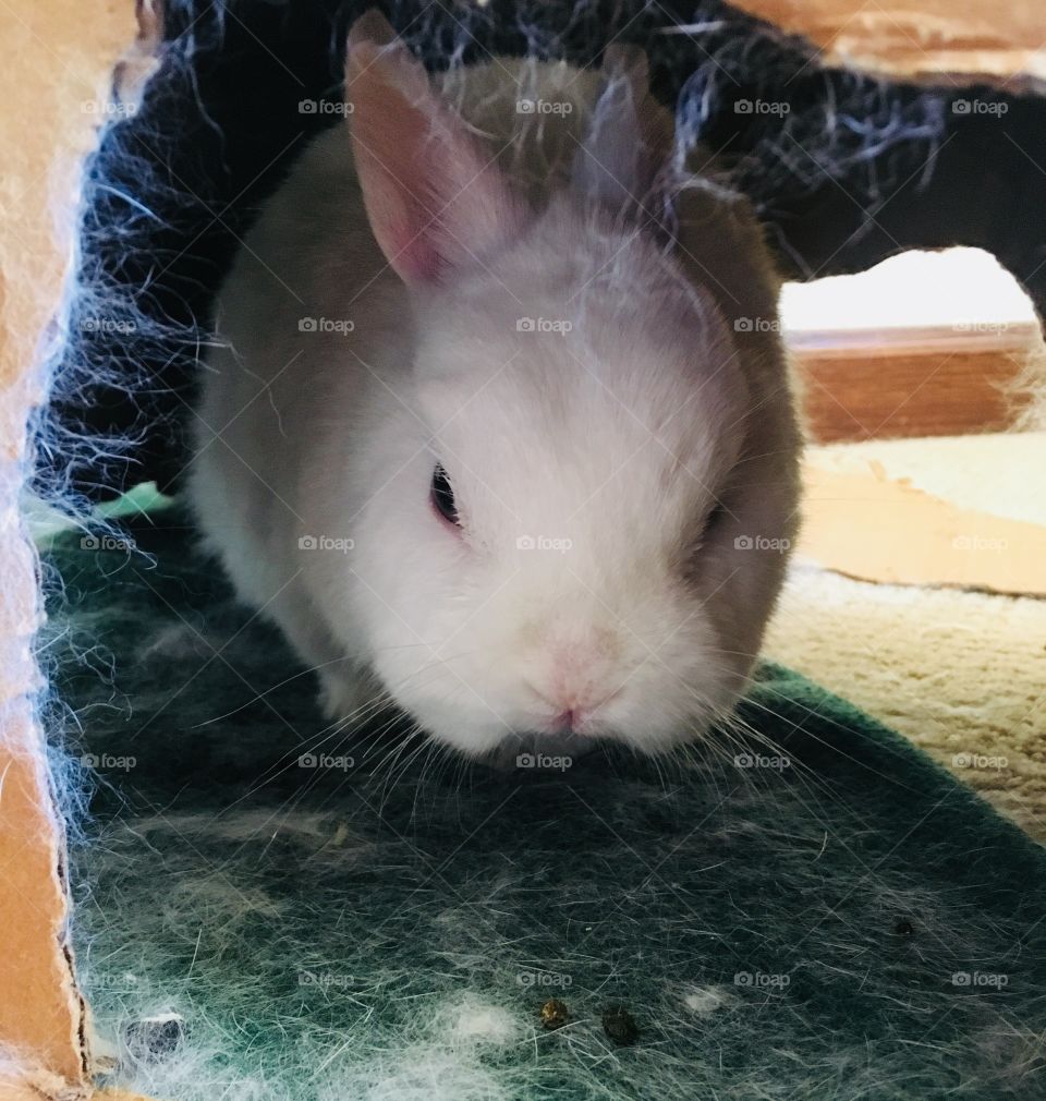 White bunny in the bunny house