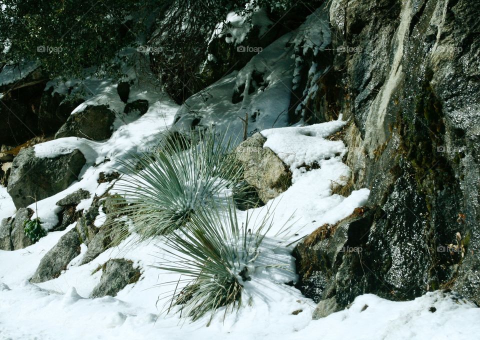 Winter. Snow. Plants. Mountain 