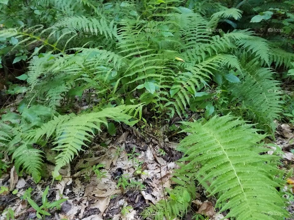 Ferns