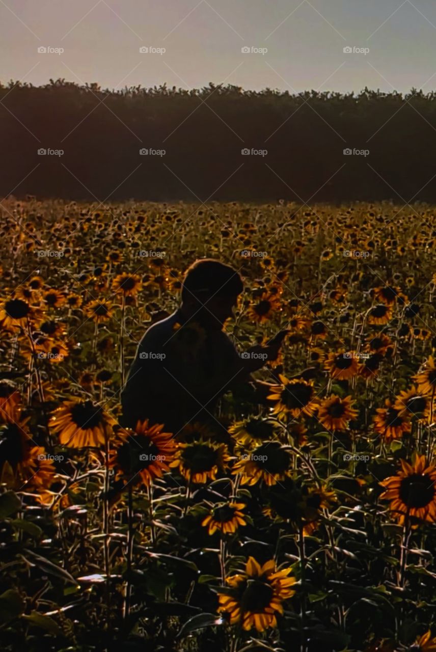 sunrise vs sunsets Sunflower patch