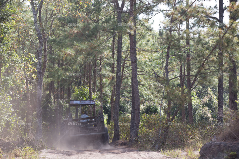 Truck in the forest 