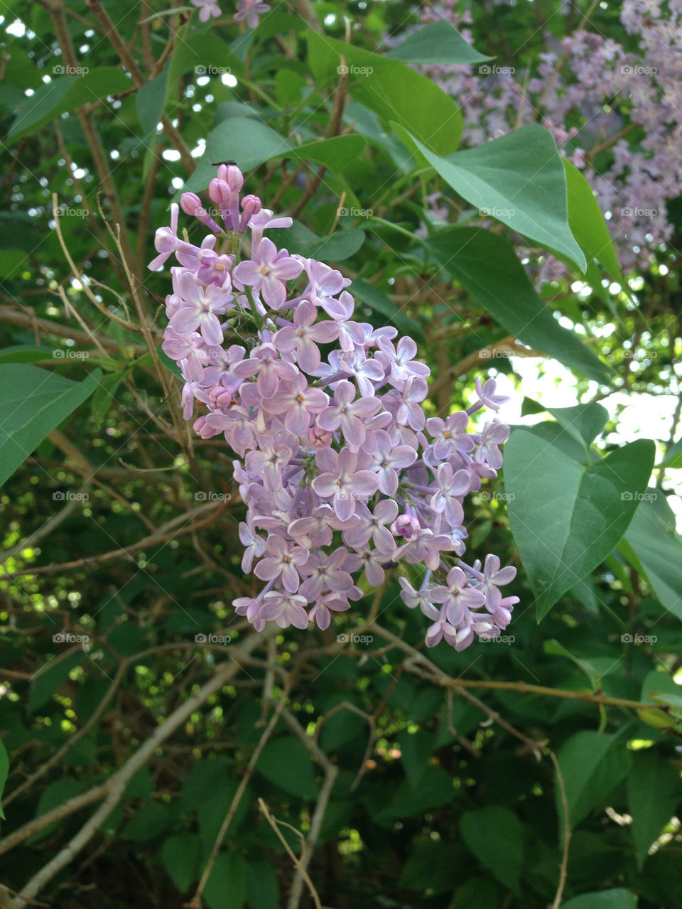 LILAC IN BLOOM