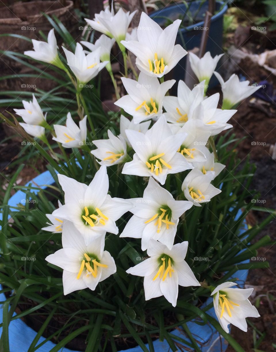 Tiny white lilies 