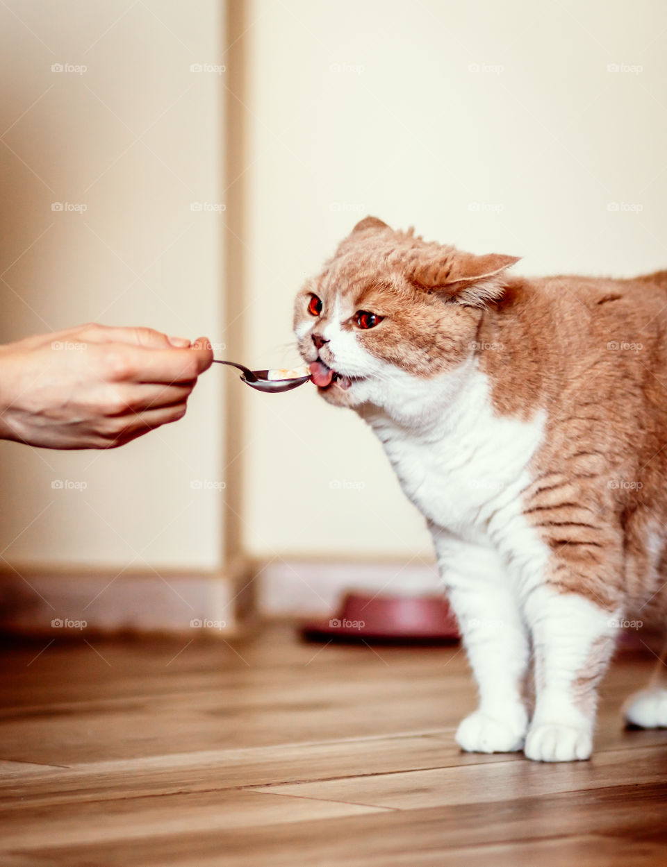 Fun moment with cute kitty eating some food.