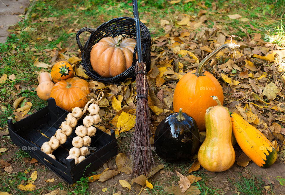 Pumpkin, Fall, Halloween, Thanksgiving, Pasture