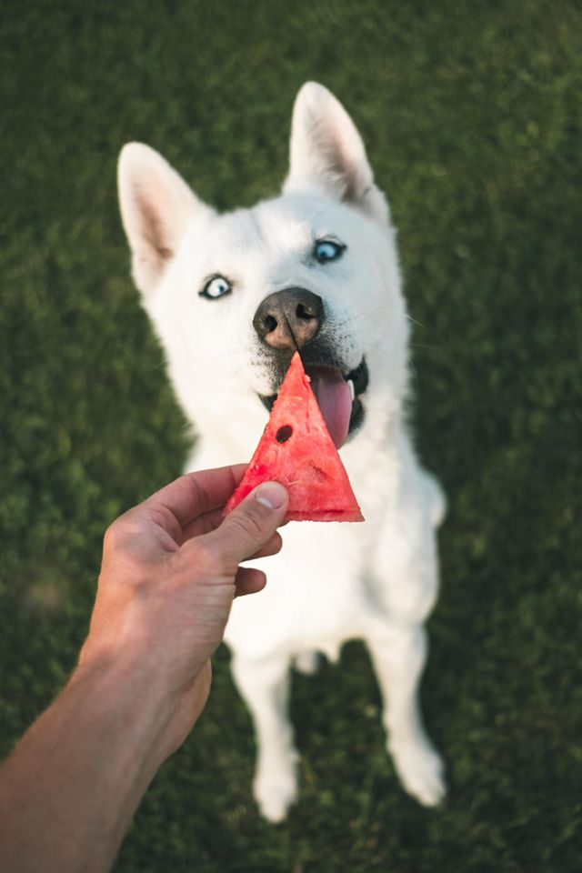 time to eat 🐶🐶🐶