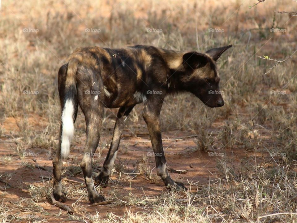 Lone Wild Dog