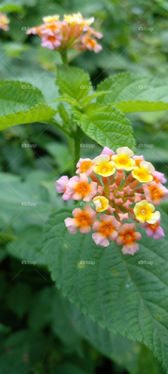 naturelove, beautiful flowers, colourful, lovely