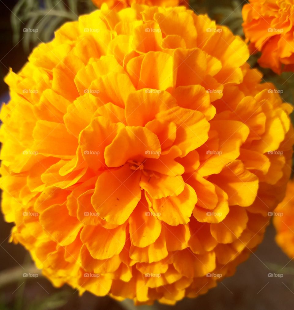 beautiful marigold flower