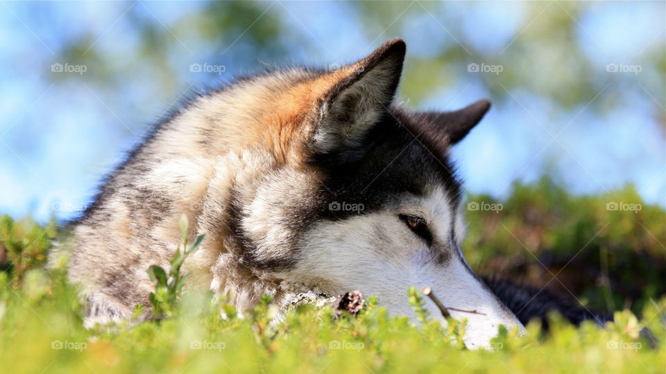 dog hund fur resting by jox
