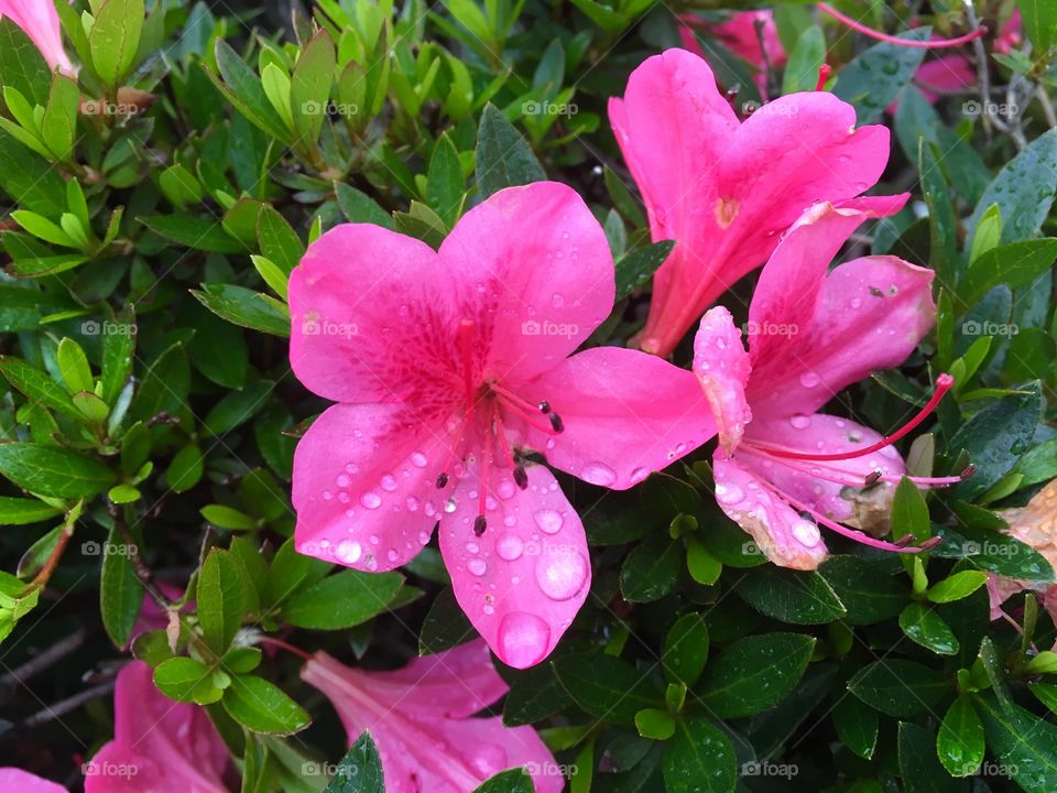 Pink flowers after the rain. 
