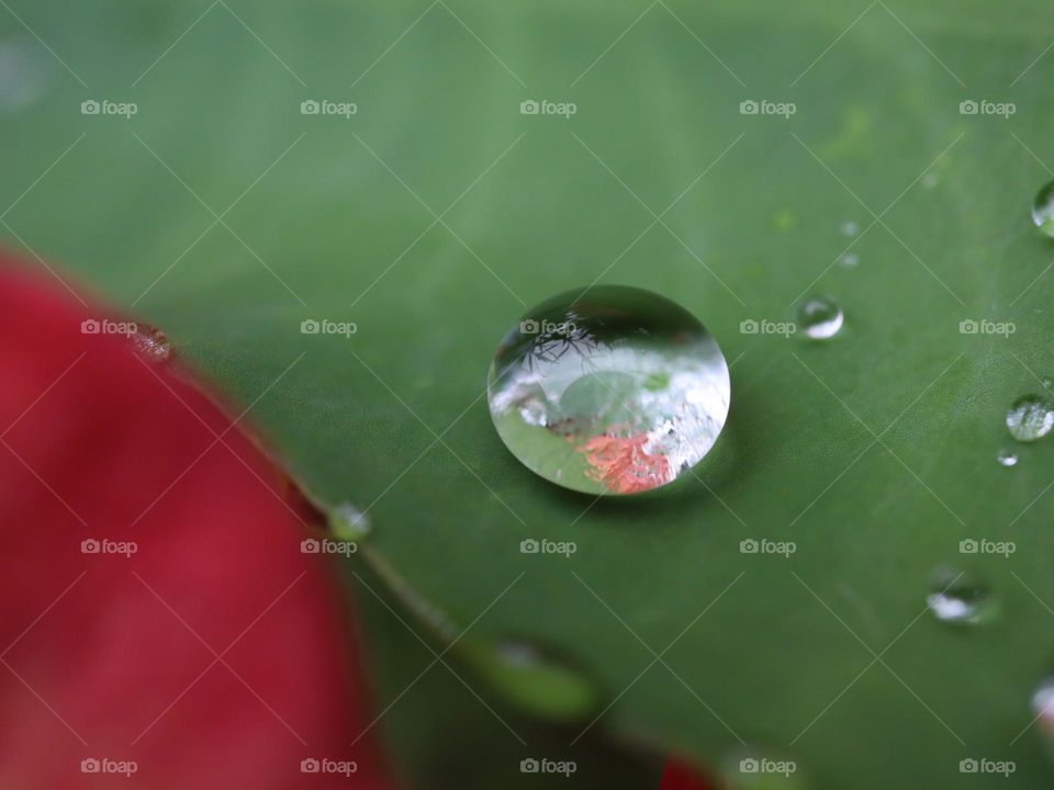 Raindrop on a leaf