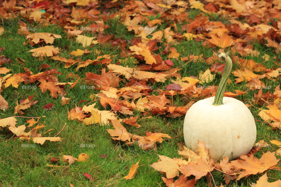 White pumpkin in grass with fall leaves