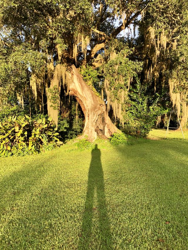 Fall shadows