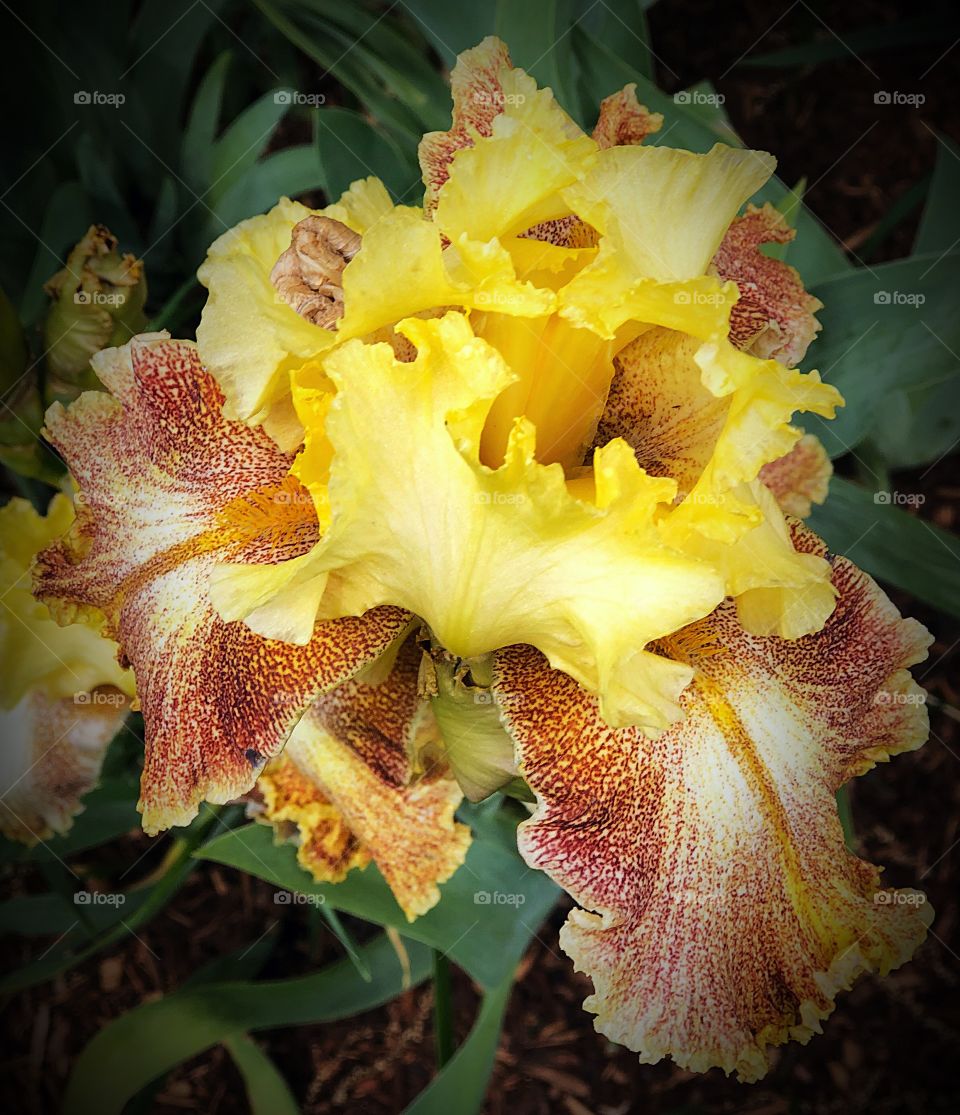 Yellow and burgundy iris