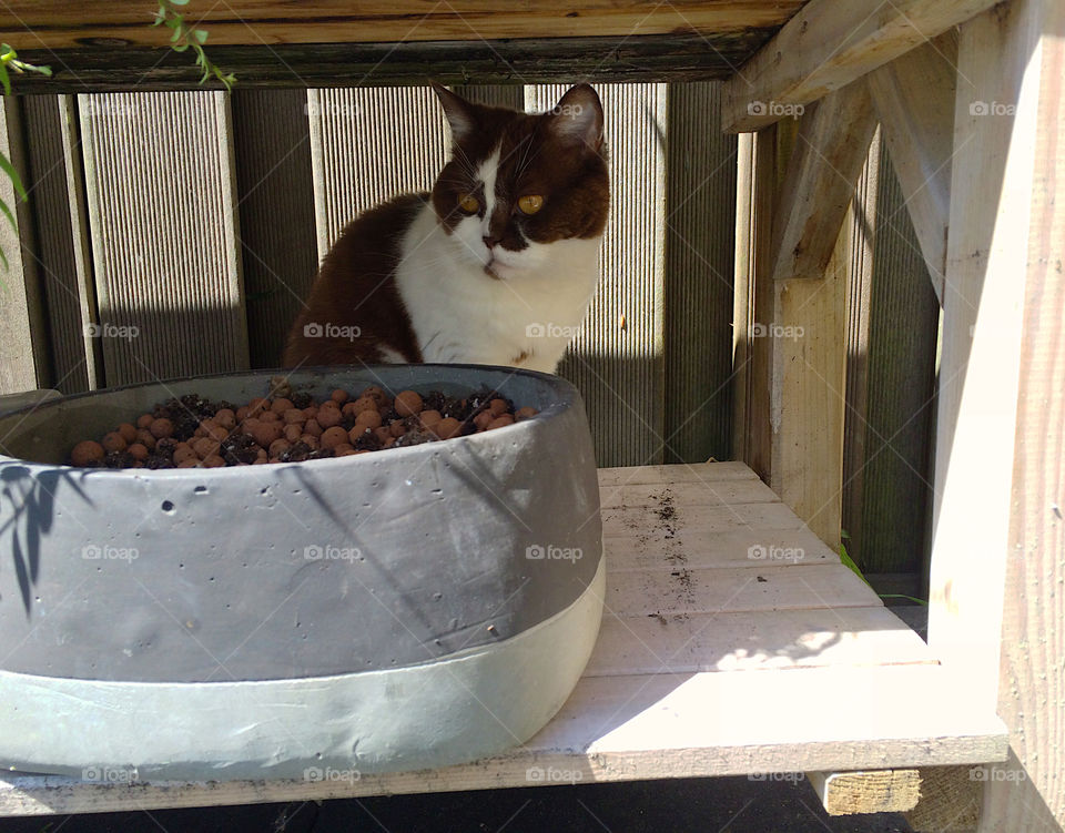 Cat sits underneath the garden table