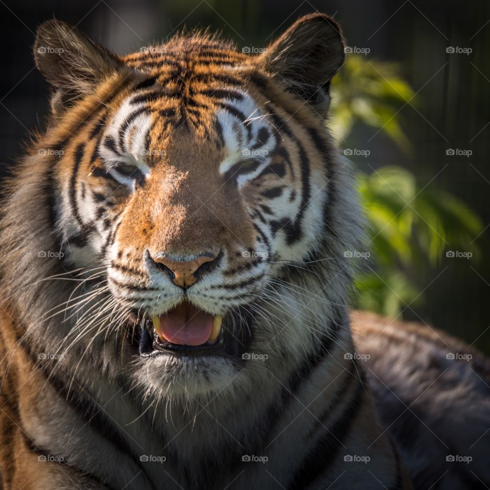 Tiger face with mouth open. Beautiful tiger face looking at me 