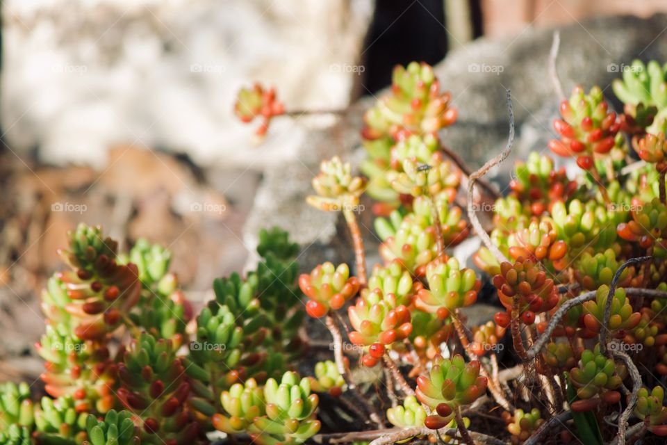 Succulent in the garden 