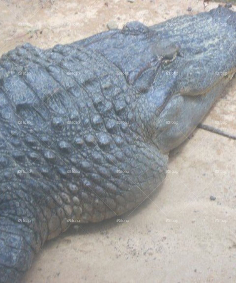 Close up of an alligator 