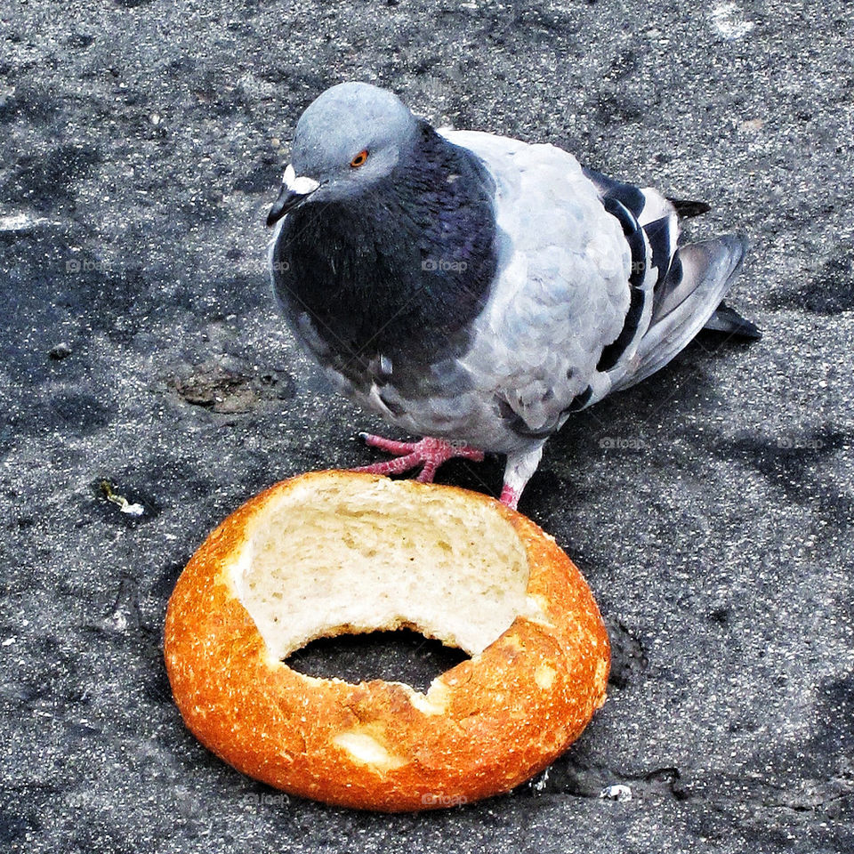 bread pigeon cement boudin by bhbfoap