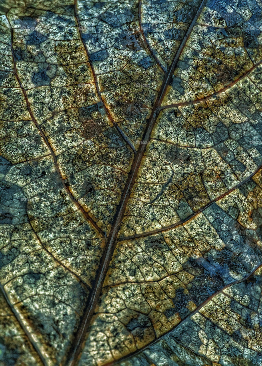 Blatt in Microskopaufnahme