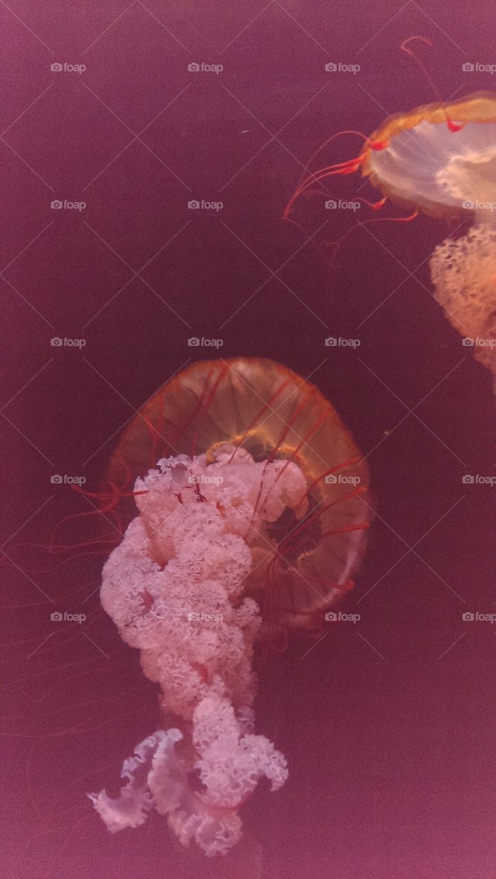 killer Jelly fish