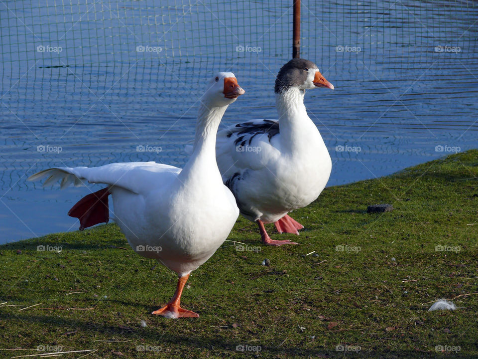 Exploring geese in Oranienburg