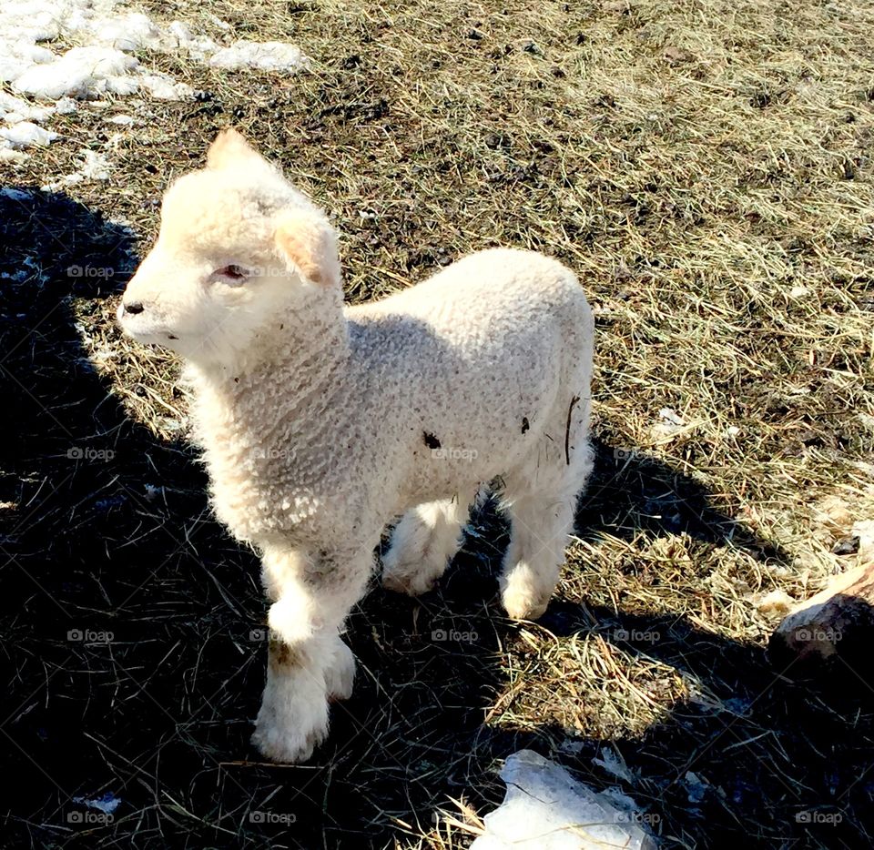 Lamb in Spring