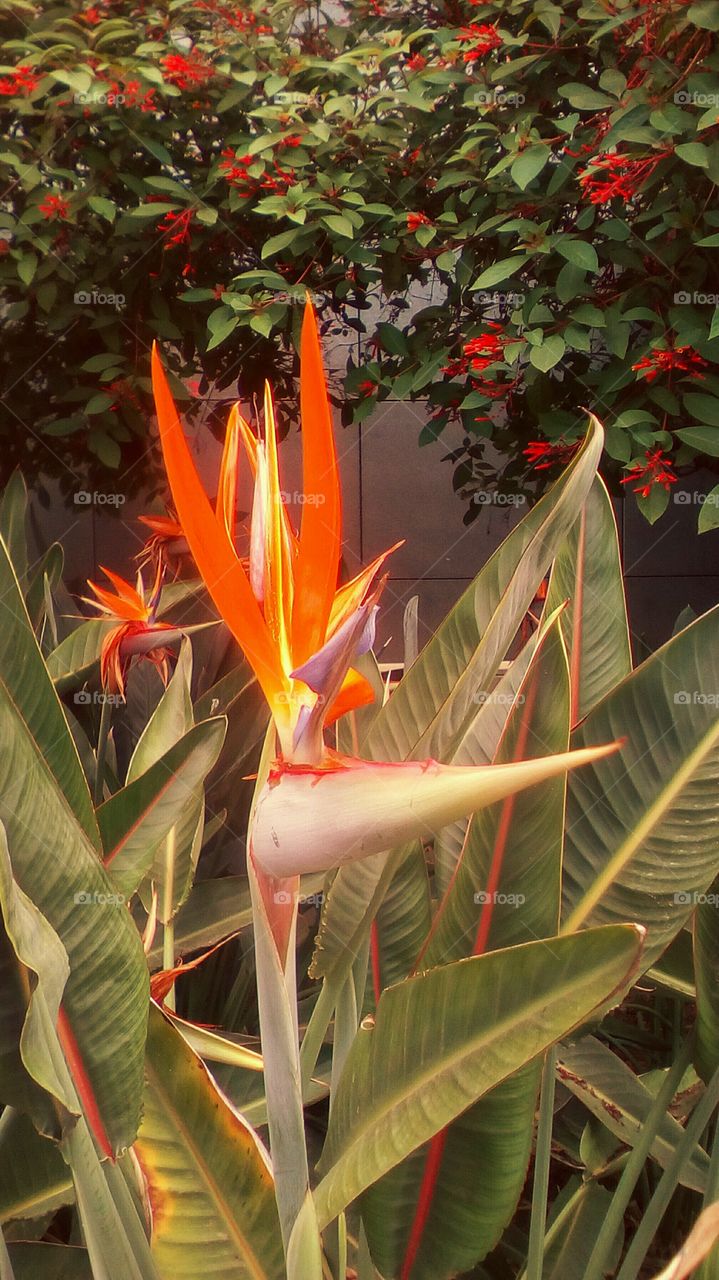 Tropical exotic interesting gorgeous 
Bird of Paradise flower surrounded by
his long green vibrant leaves and tropical
flora behind