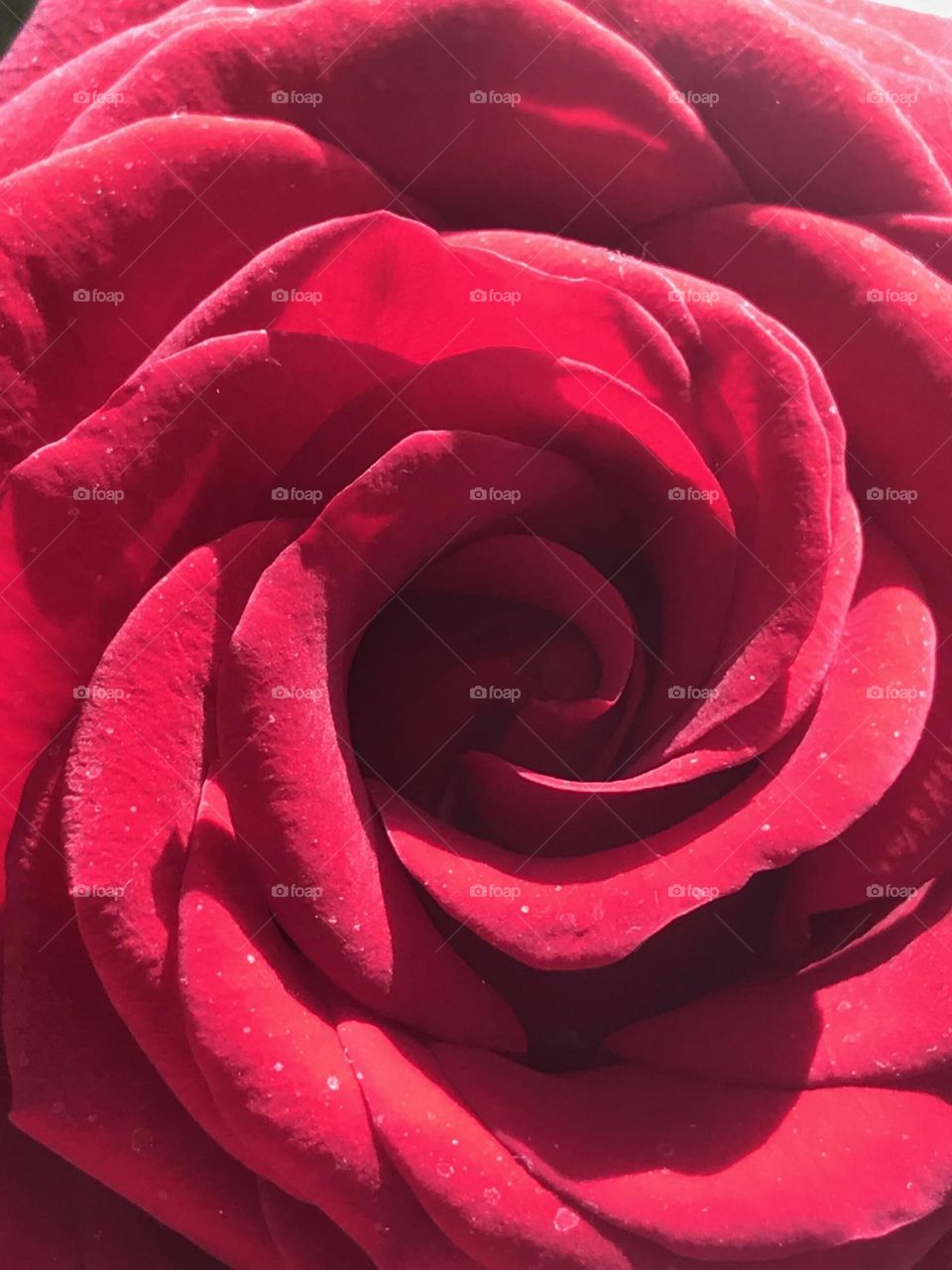 Red rose