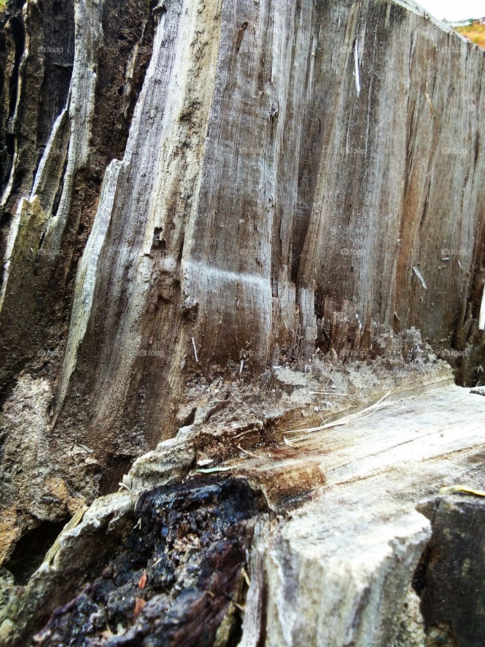 dead tree that look like wallpaper