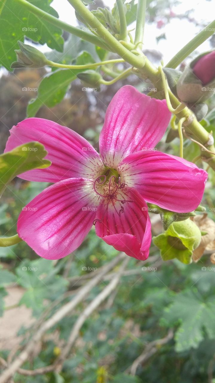 another flower