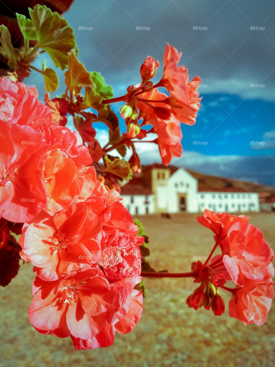 Ramo de flores rojas con el cielo azul y la iglesia al fondo en la plaza principal de Villa de Leyva Boyacá Colombia, durante la cuarentena en mayo de 2020. Flowers, blue SKY, no person, church, quarantine. Vertical