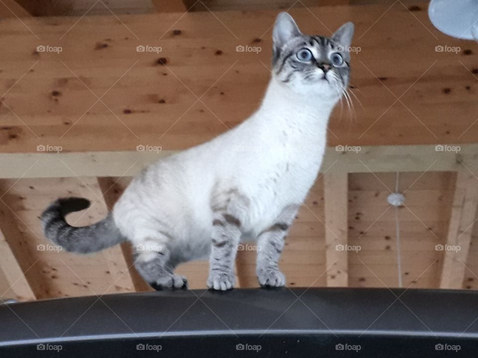 my cat on the roof of the car