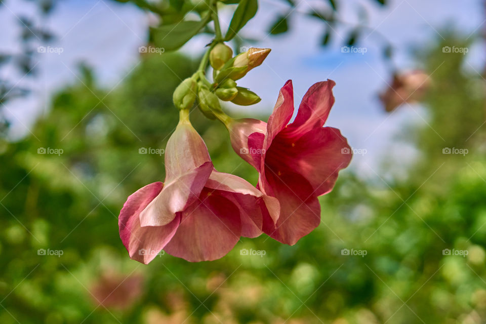 Allamanda - Petal pattern - Sunlight