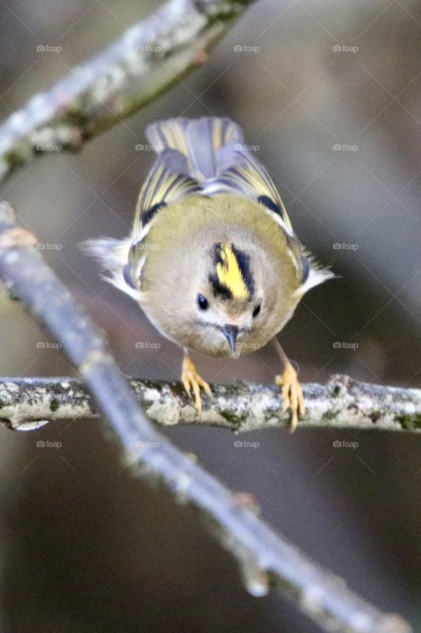 Goldcrest 