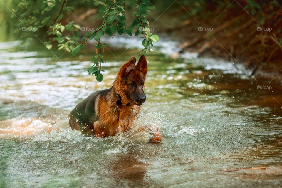 German shepherd dog swimming in a summer river