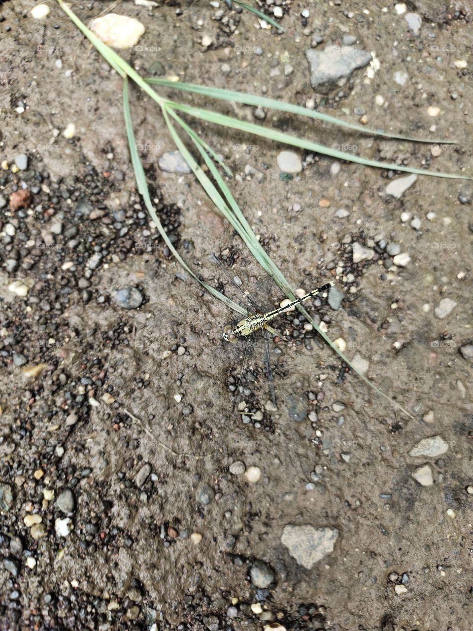 Chalky percher
Dragonfly
Camouflaged in Ground colour
👁️📷