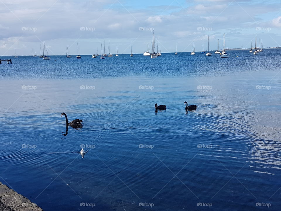 Black swans and a seagull. Black swans and a seagull. Yep. One more time - black swans and a seagull.