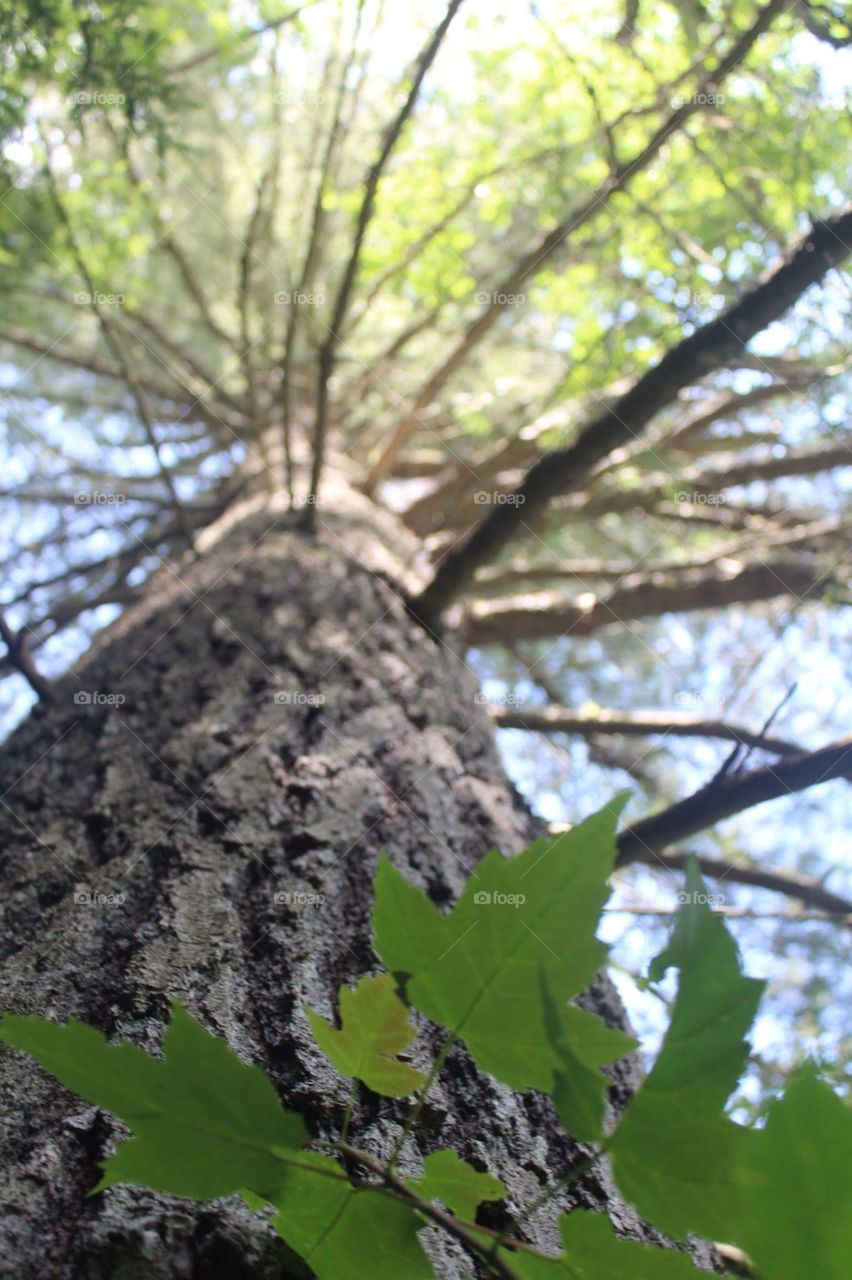 Unique perspective of the beautiful pines that surround Pog lake as the sun just starts to hit the top. Picture taken in Algonquin Provincial Park