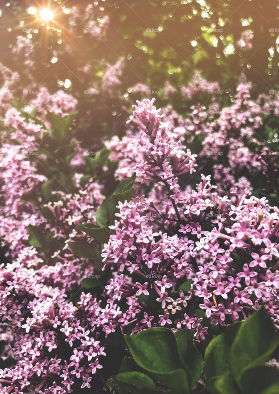 Lilac