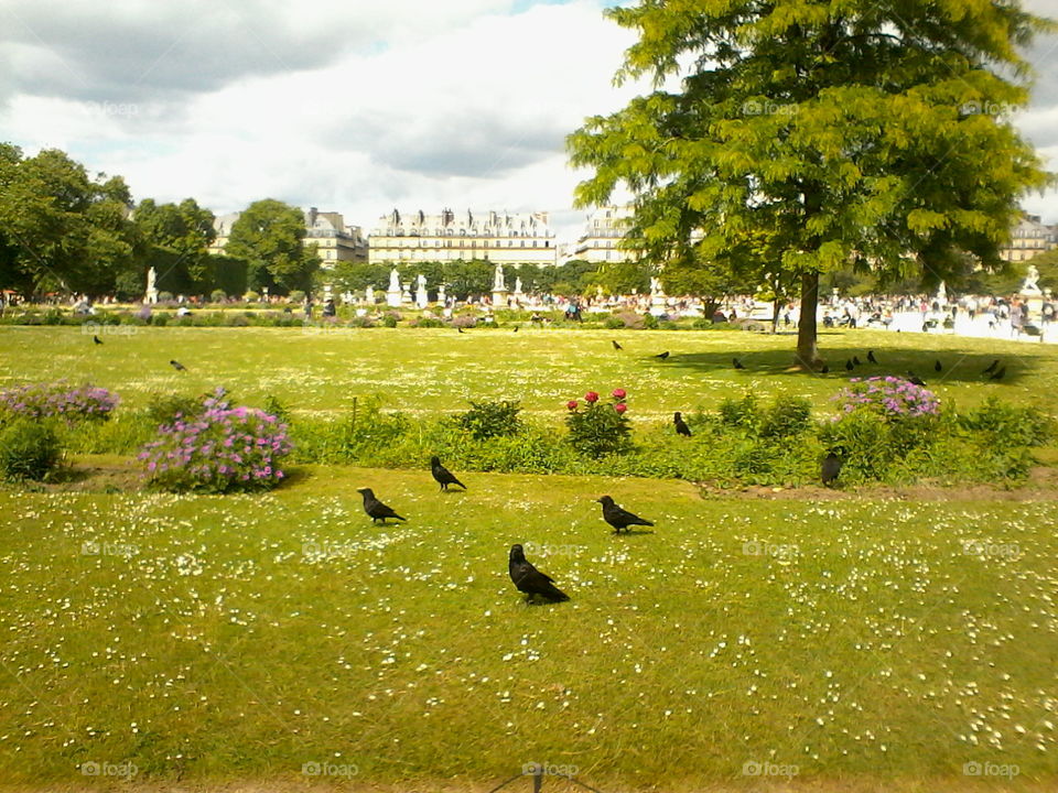 Tuileries. Jardin des Tuileries / Tuileries Garden, Paris on a beautiful sunny day.