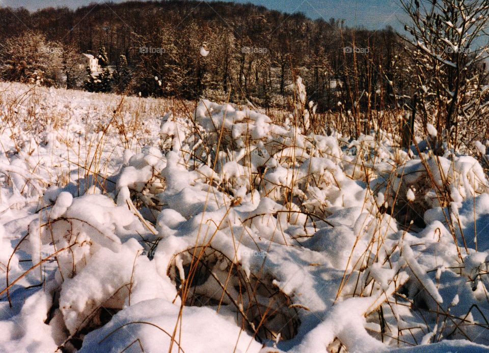 snowcovered field. snowcovered vegetation in hillside field