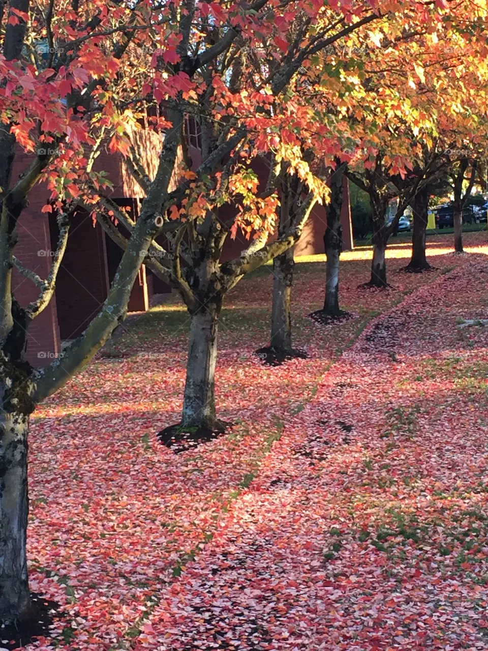 fall