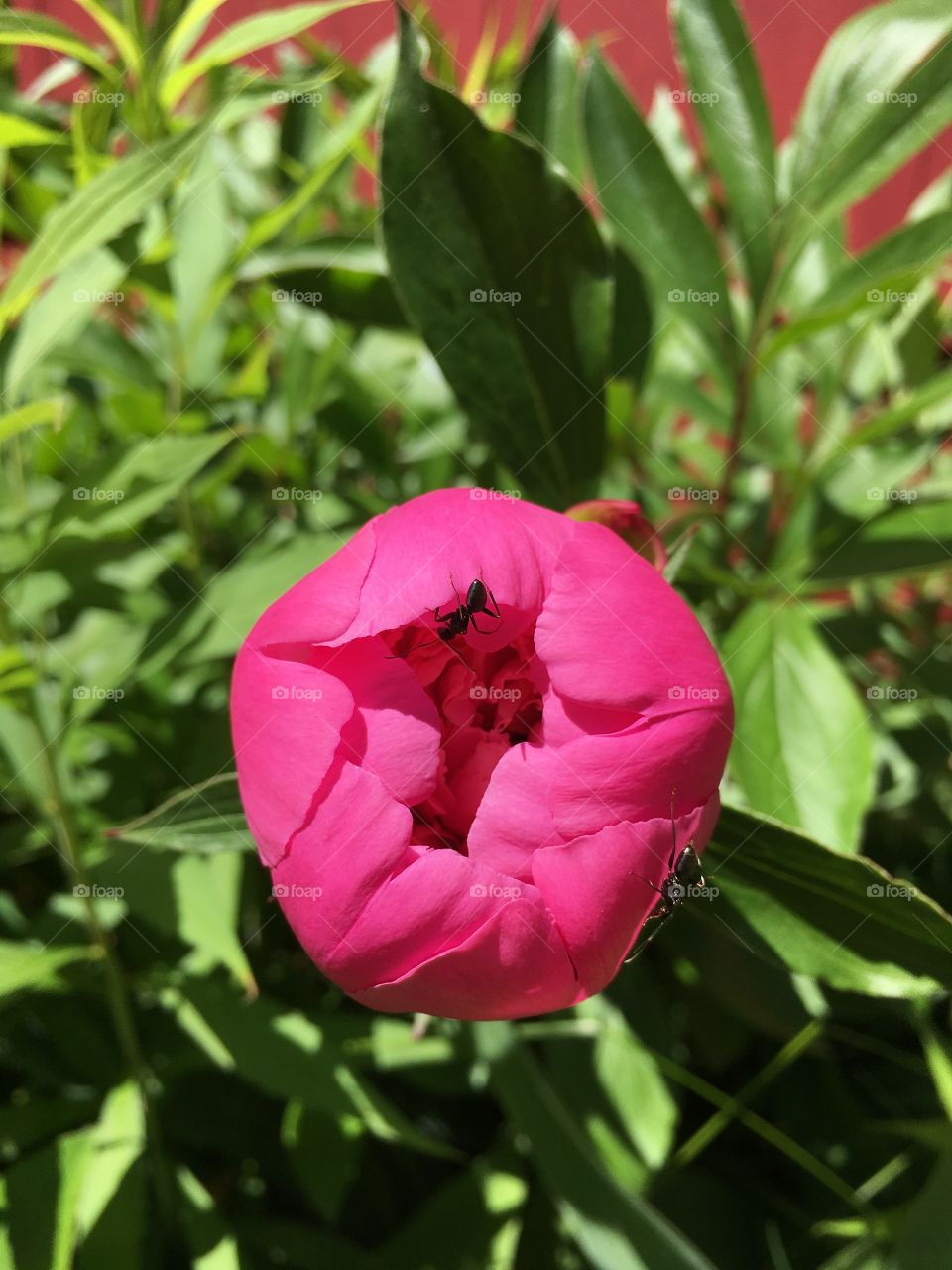 Peony and ant
