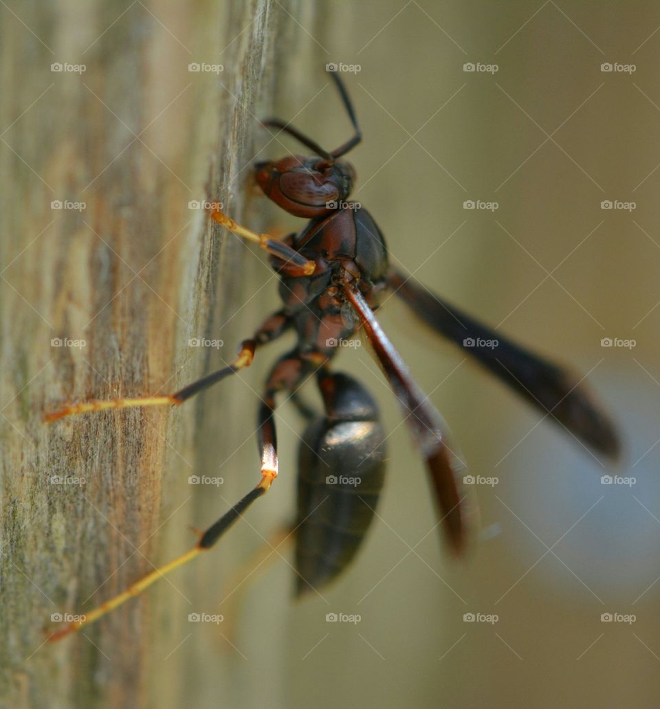 wasp on post